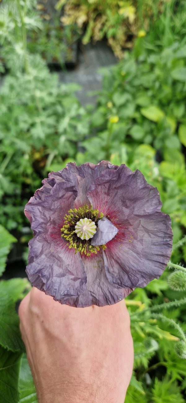 Papaver Amazing grey 3