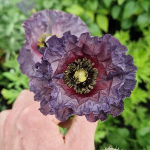 Papaver rhoeas 'Amazing Grey'