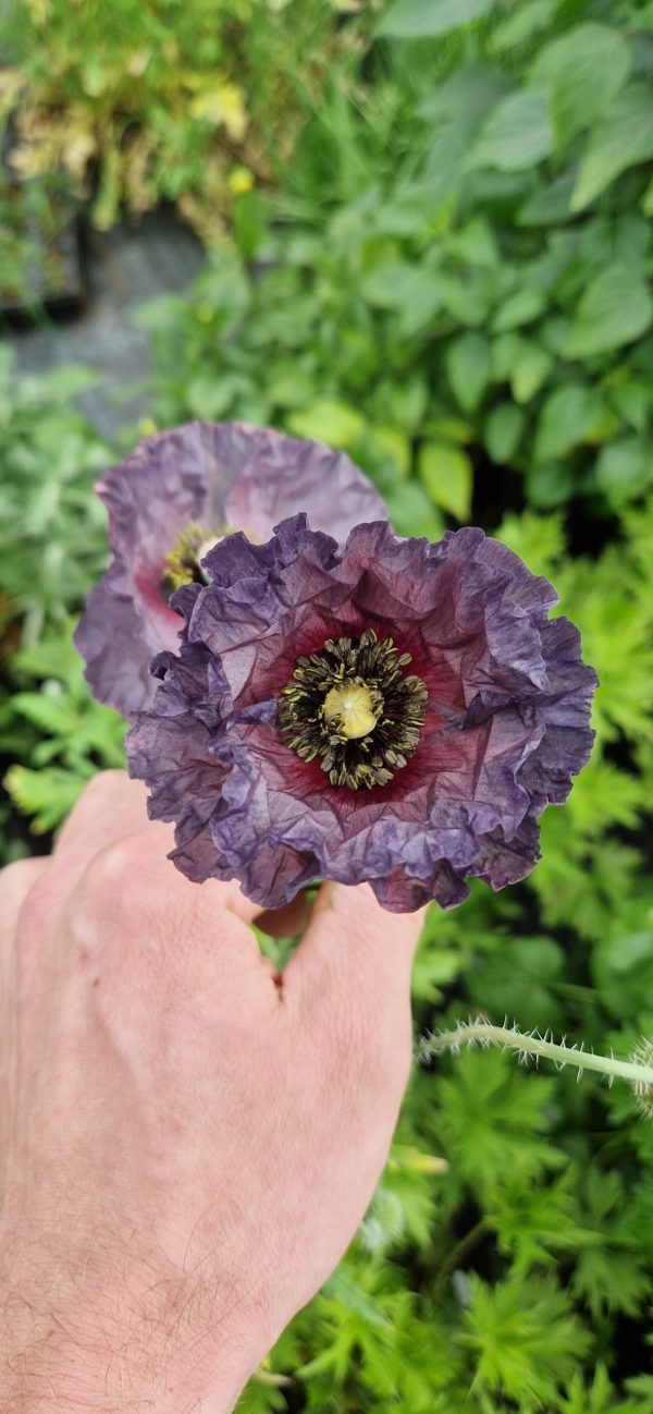 Papaver Amazing grey 4 Papaver rhoeas 'Amazing Grey'