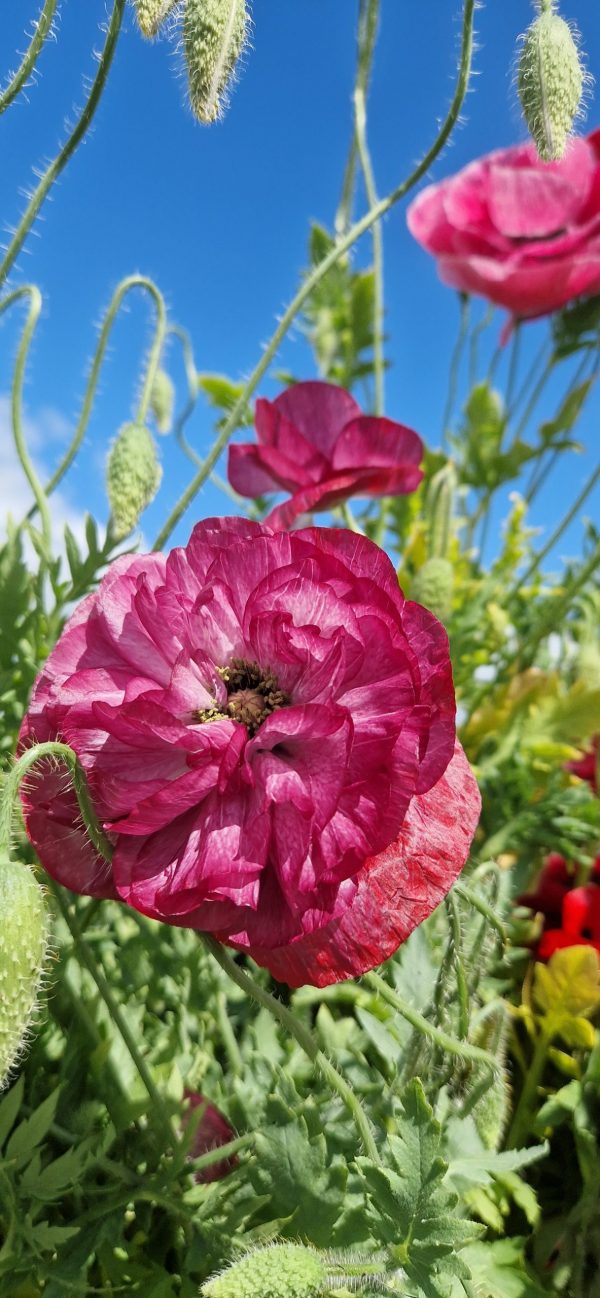Papaver rhoeas 'Pandora'
