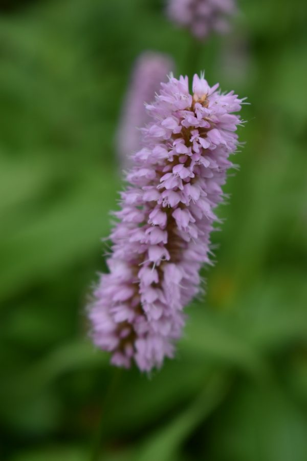 Polygonum bistorta | Proctors Nursery