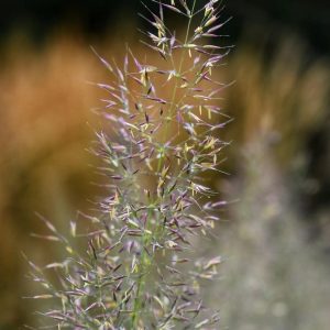 Calamagrostis brachytricha
