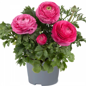 Ranunculus asiaticus 'Vortex Hot Pink'