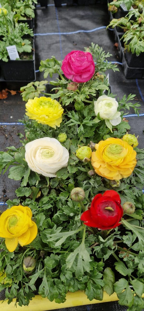 Ranunculus Mix