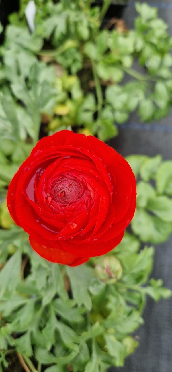 Ranunculus Red