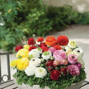 Ranunculus asiaticus 'Vortex Mix'
