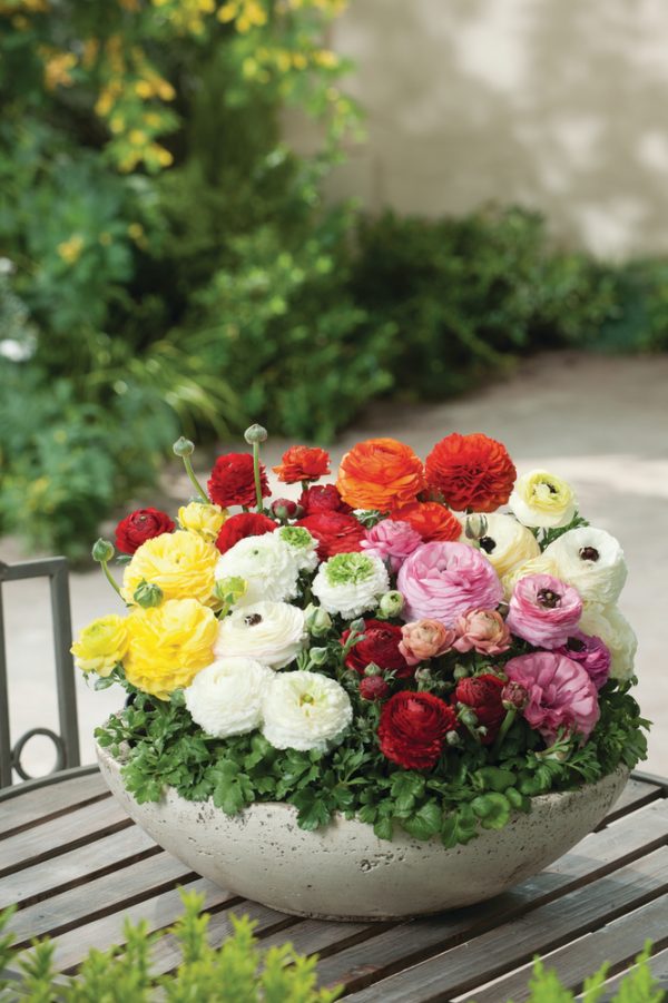 Ranunculus-asiaticus-Vortex-F1-Mix_20561_1 Ranunculus asiaticus 'Vortex Mix'