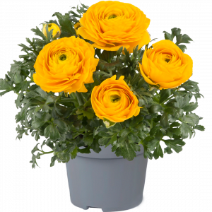 Ranunculus asiaticus 'Vortex Golden Yellow'