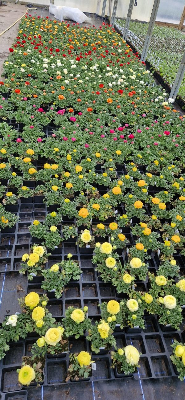 Ranunculus asiaticus 'Vortex Mix' Ranunculus asiaticus 'Vortex Mix'