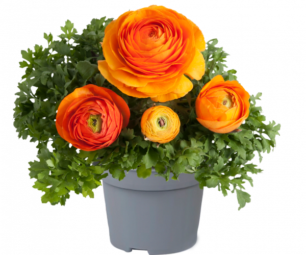 Ranunculus asiaticus 'Vortex Orange' | Ranunculus | Proctors Nursery
