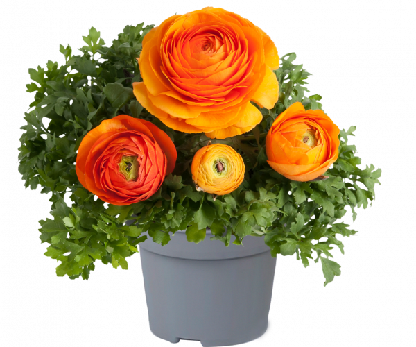 Ranunculus asiaticus 'Vortex Orange' Ranunculus asiaticus 'Vortex Orange'