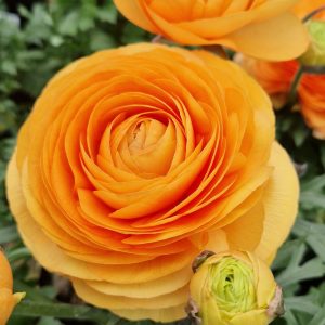 Ranunculus asiaticus 'Vortex Orange Apricot'