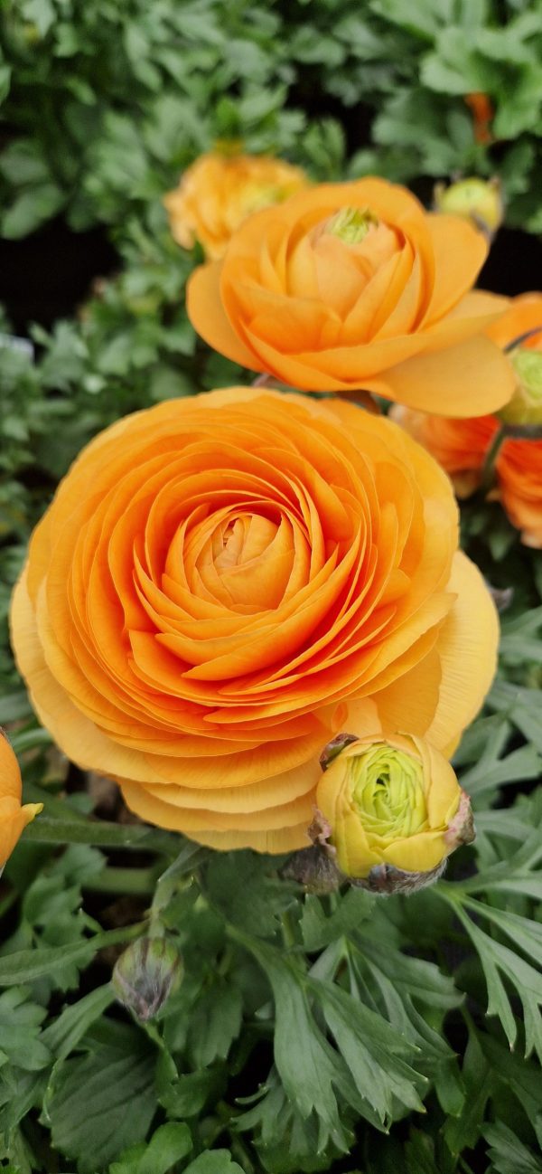 Ranunculus asiaticus 'Vortex Orange Apricot' Ranunculus asiaticus 'Vortex Orange Apricot'