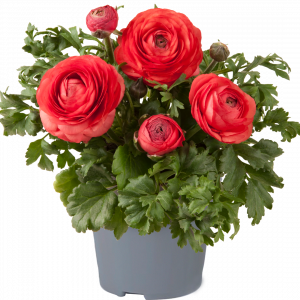 Ranunculus asiaticus 'Vortex Orange Pink'