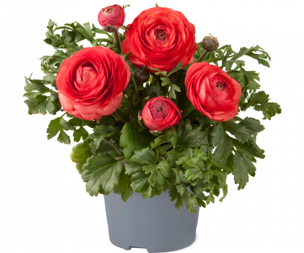 Ranunculus asiaticus 'Vortex Orange Pink'