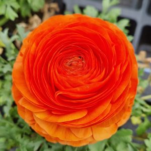 Ranunculus asiaticus 'Vortex Orange'