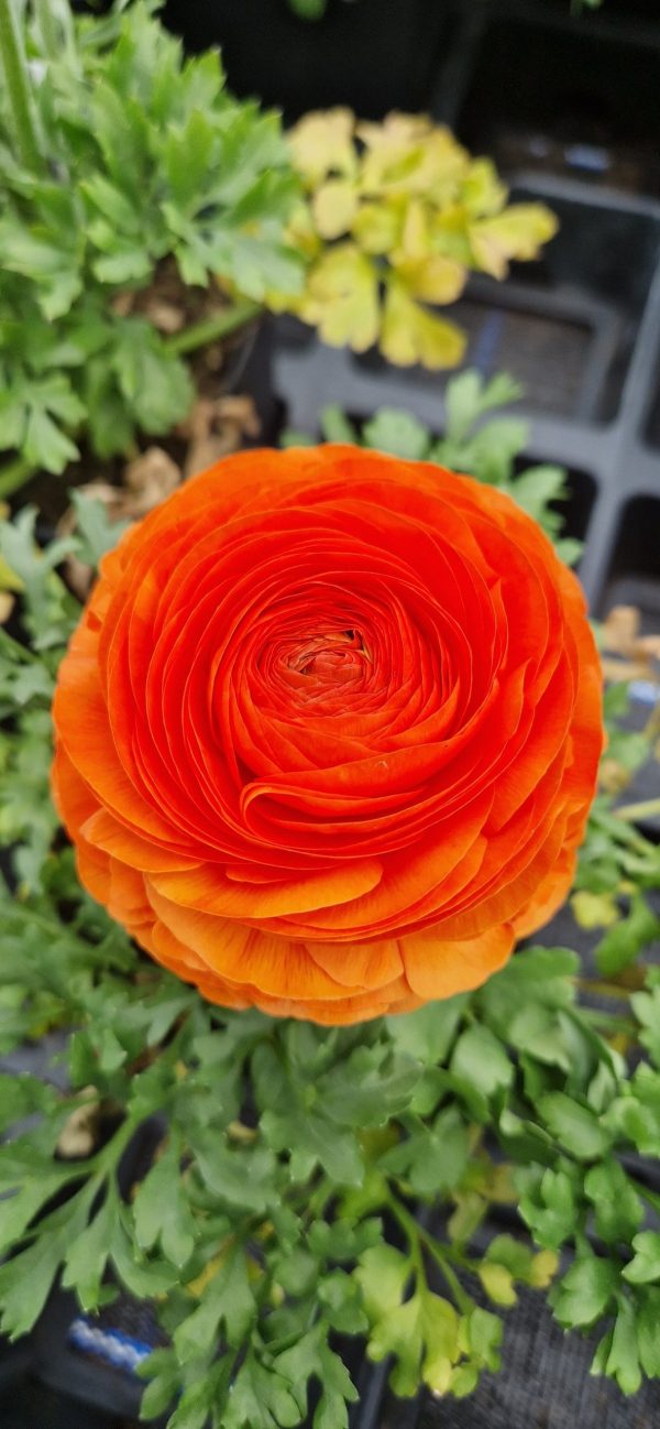 Ranunculus asiaticus 'Vortex Orange' Ranunculus asiaticus 'Vortex Orange'