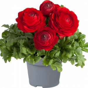 Ranunculus asiaticus 'Vortex Red'