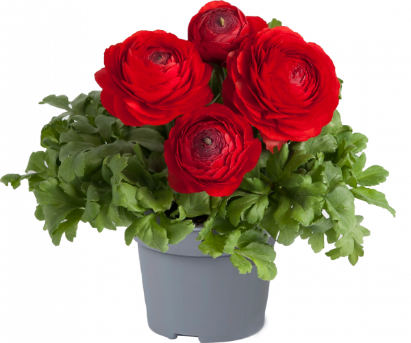 Ranunculus asiaticus 'Vortex Red' Ranunculus asiaticus 'Vortex Red'