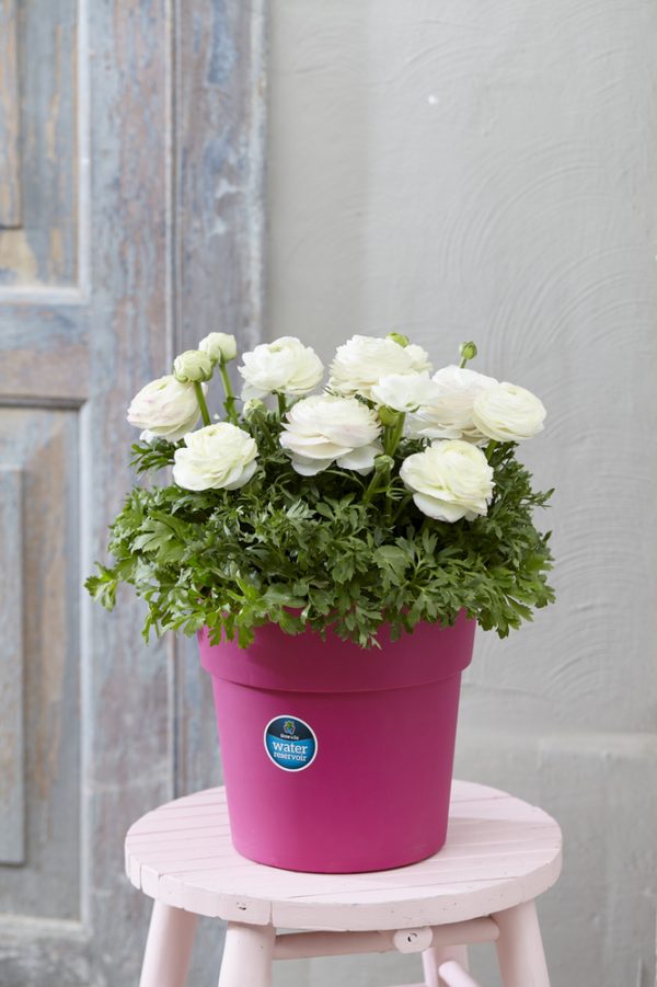 Ranunculus asiaticus 'Vortex White' Ranunculus asiaticus 'Vortex White'