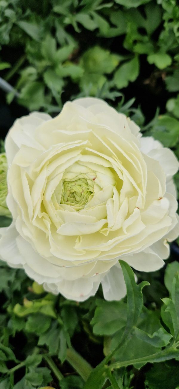Ranunculus asiaticus 'Vortex White'