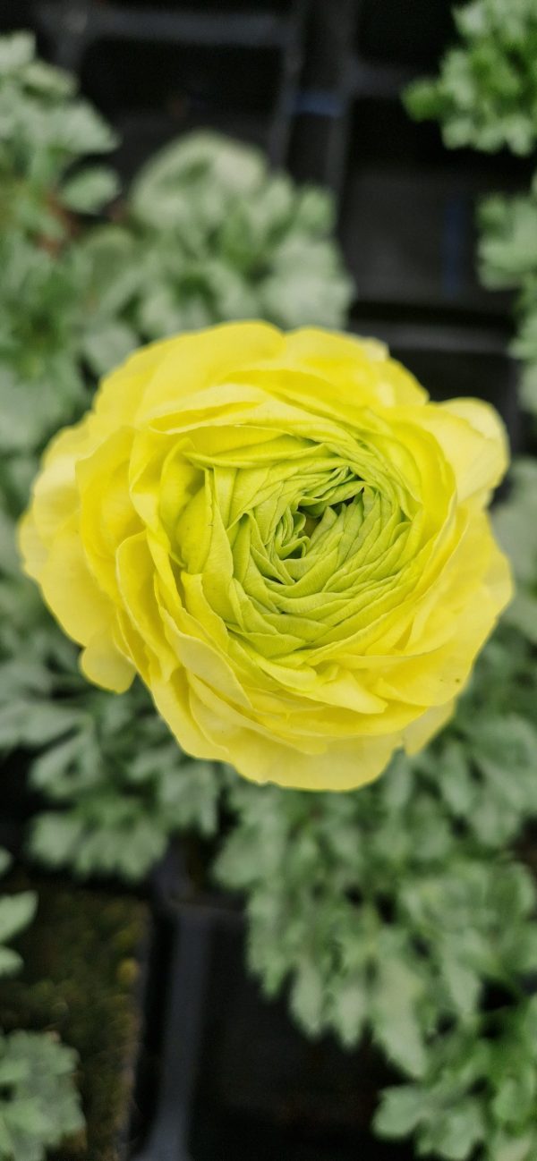 Ranunculus vortex lemonade