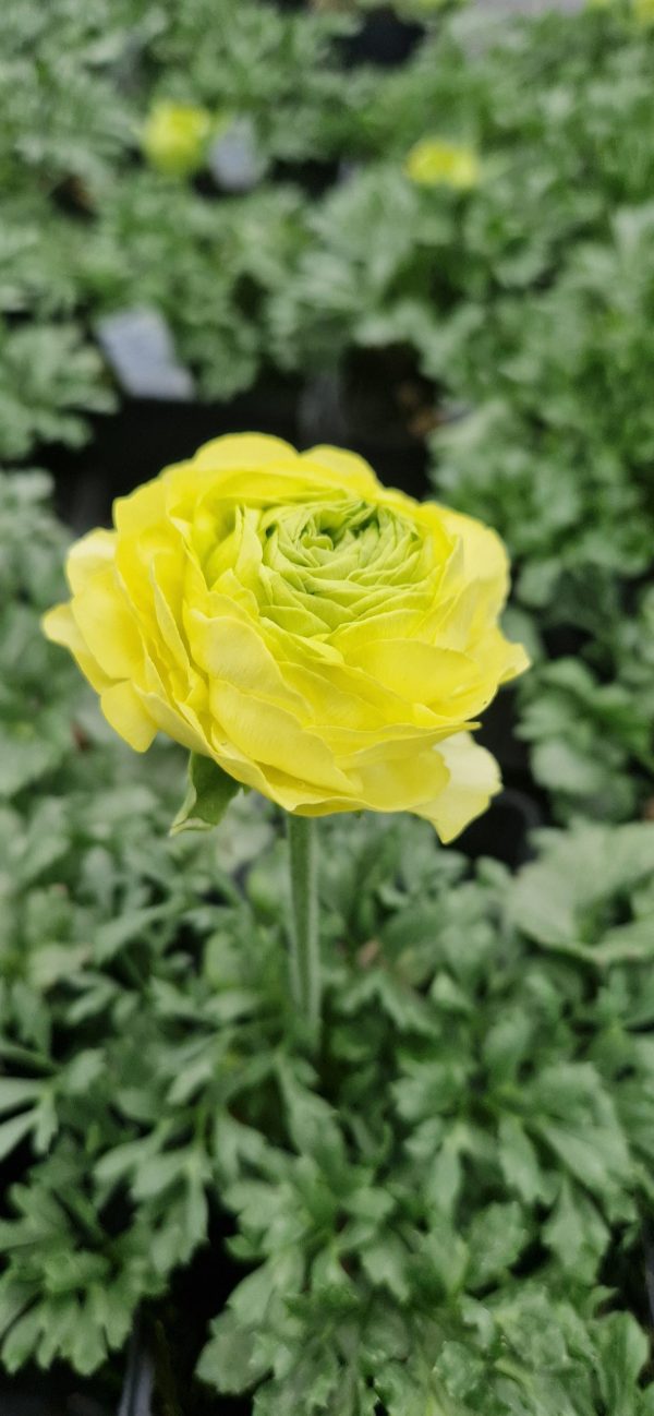 Ranunculus vortex lemonade2