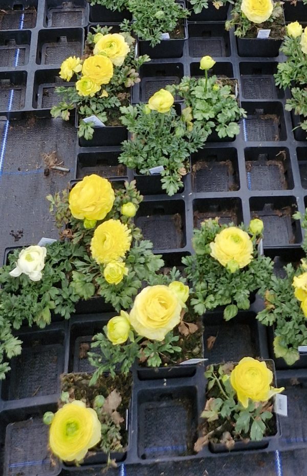 Screenshot_20241214_234420_Trello