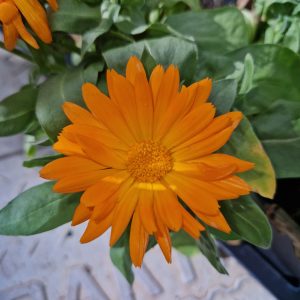 Calendula 