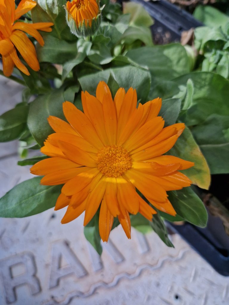 Calendula officinalis 'Oopsy Daisy' Proctors Nursery