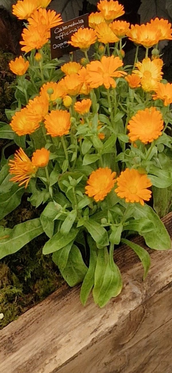 Screenshot_20250220_212707_Photos