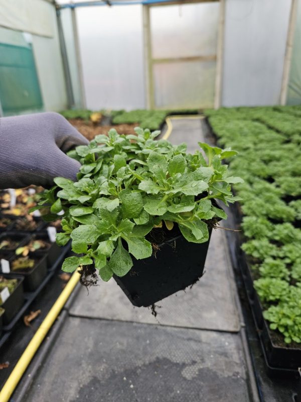 Aubrieta 'Audrey F1 Deep Blue' Aubrieta 'Audrey F1 Deep Blue'
