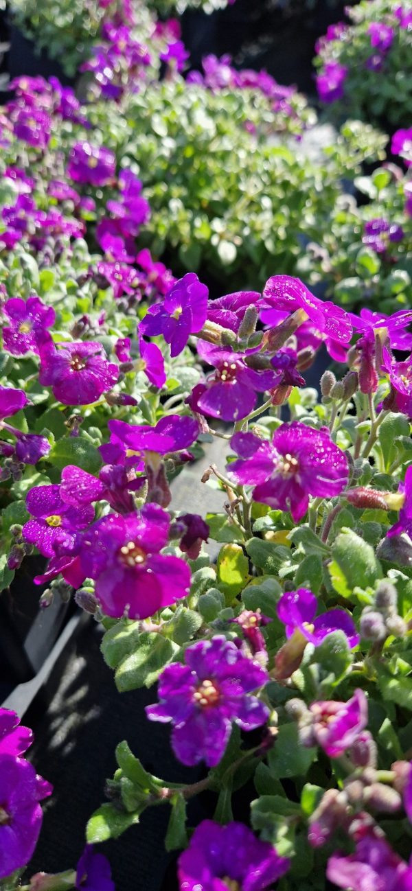 Aubrieta ‘Audrey F1 Deep Blue’ Aubrieta ‘Audrey F1 Deep Blue’