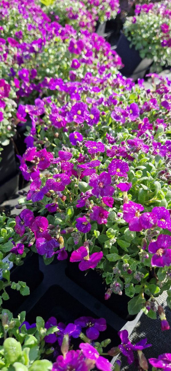 Aubrieta ‘Audrey F1 Deep Blue’2 Aubrieta ‘Audrey F1 Deep Blue’
