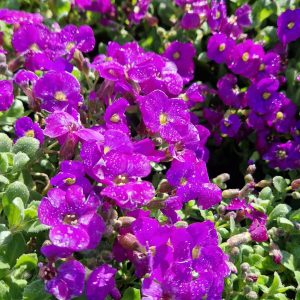 Aubrieta ‘Audrey F1 Deep Blue’