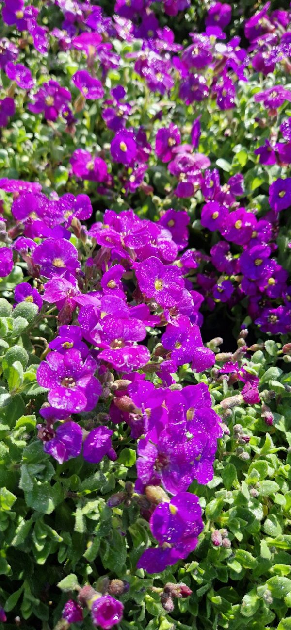 Aubrieta ‘Audrey F1 Deep Blue’3 Aubrieta ‘Audrey F1 Deep Blue’
