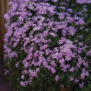 Phlox subulata 'Emerald Cushion Blue'