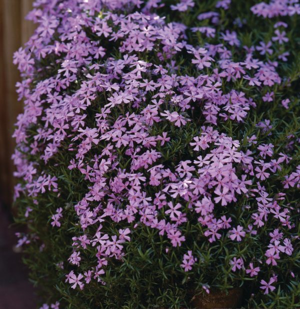 Phlox subulata 'Emerald Cushion Blue' Phlox subulata 'Emerald Cushion Blue'