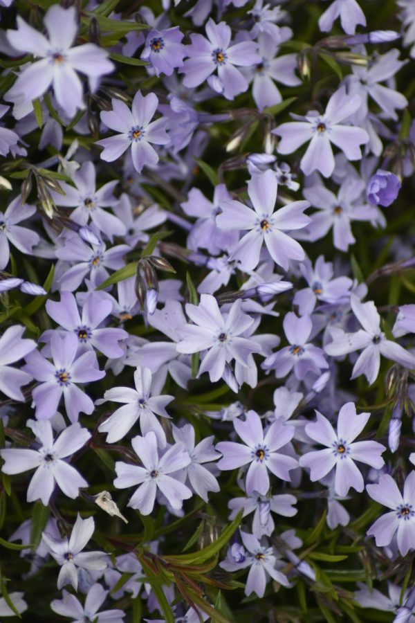 Phlox subulata 'Emerald Cushion Blue' Phlox subulata 'Emerald Cushion Blue'