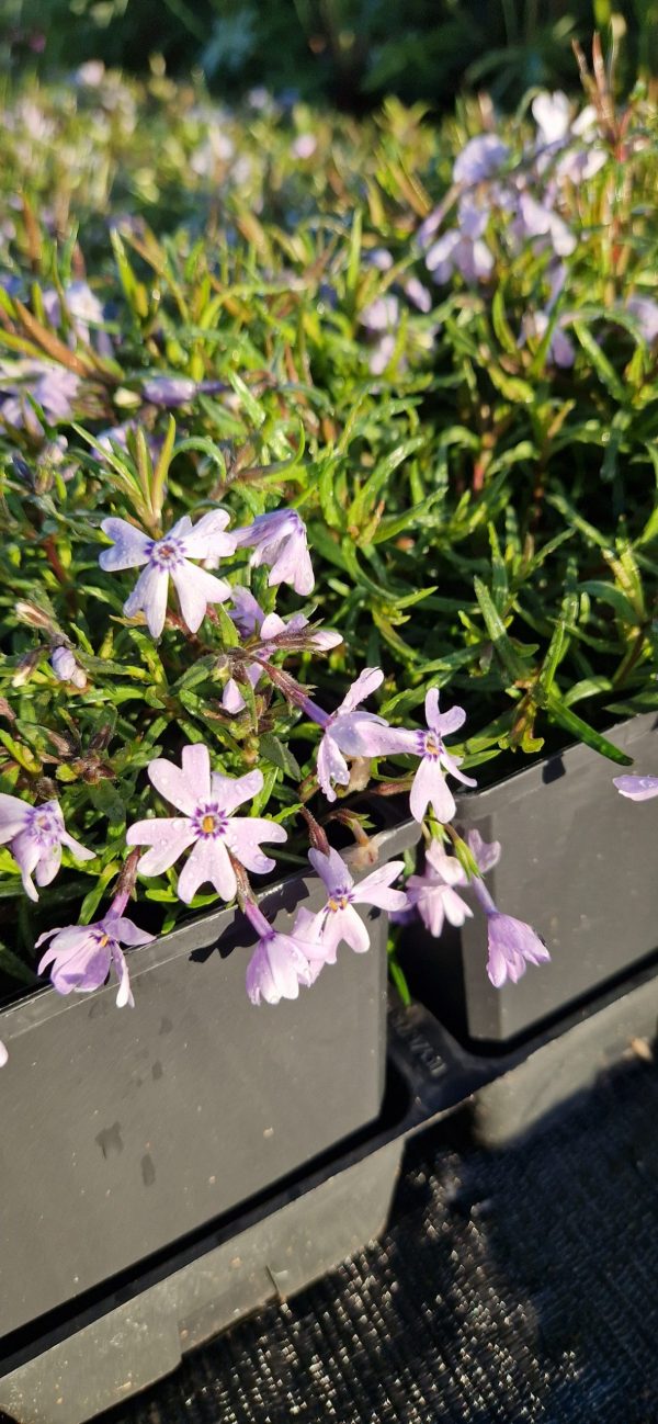 Phlox subulata 'Emerald Cushion Blue' Phlox subulata 'Emerald Cushion Blue'