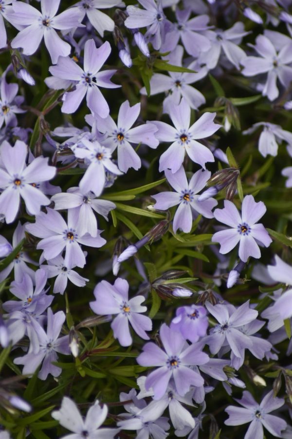 Phlox subulata 'Emerald Cushion Blue'2 Phlox subulata 'Emerald Cushion Blue'