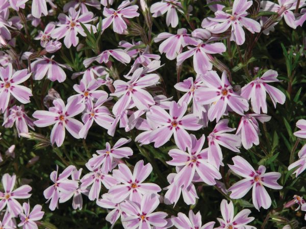 Phlox subulata 'Kimono Pink White