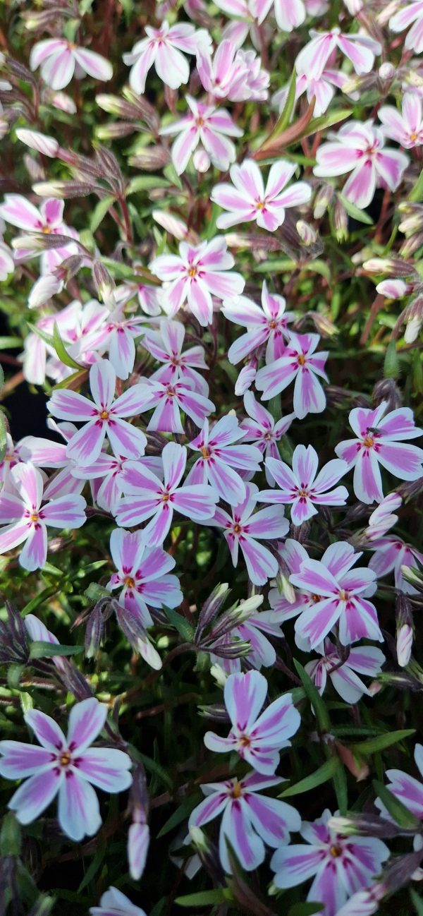 Phlox subulata 'Kimono Pink White' Phlox subulata 'Kimono Pink White'