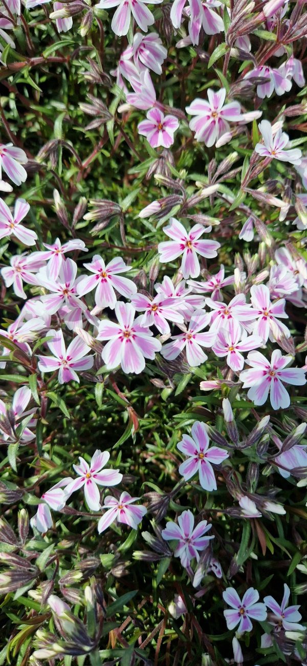 Phlox subulata 'Kimono Pink White'2