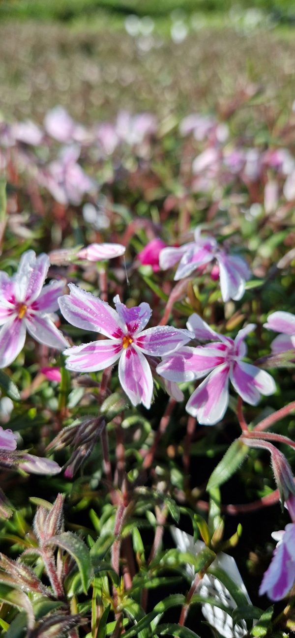 Phlox subulata 'Kimono Pink White'3