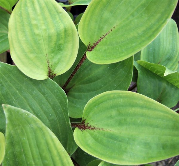 Hosta Purple Heart WEB Hosta 'Purple Heart'