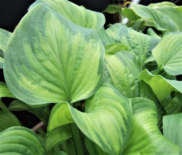 Hosta x hybrida 'Guacomole'