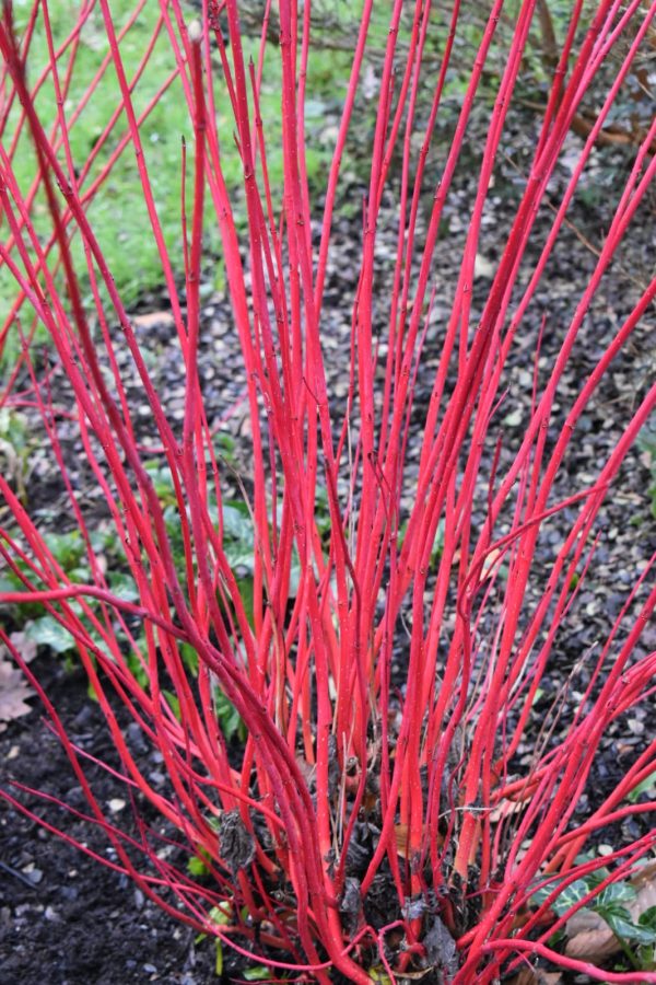 Cornus Selection - 8 Plants | Proctors Nursery