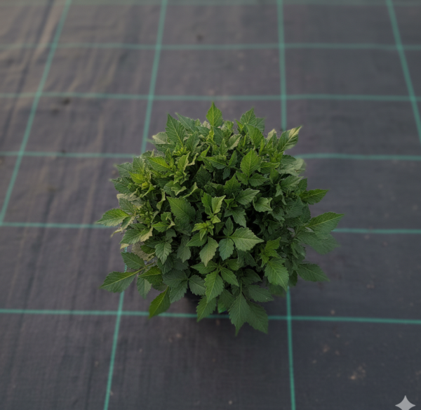 Dahlia 'Lubega XL Yellow' Dahlia 'Lubega XL Yellow'