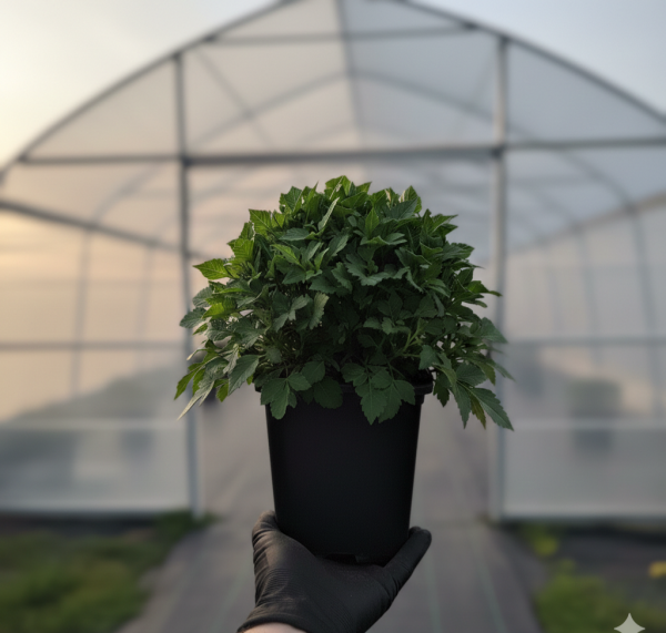 Dahlia 'Lubega XL Burgundy'